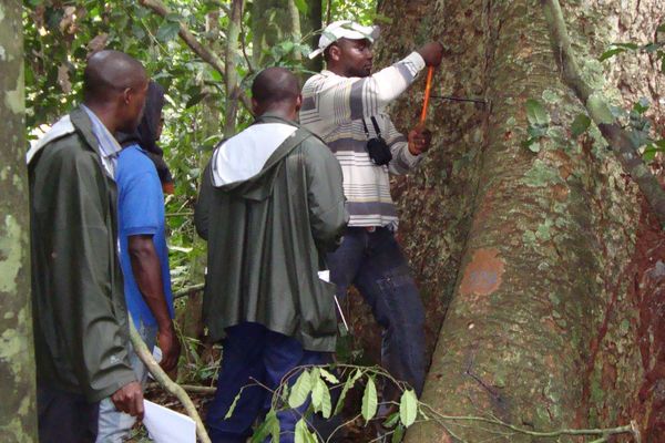 An einem Baum in Kamerun werden Proben für die Genanalyse genommen.