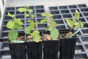Three small beech plants in pots, some of the leaves are curling up.
