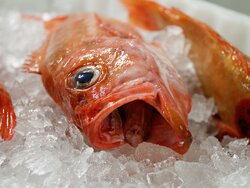 Walther Herwig III, 479. Reise