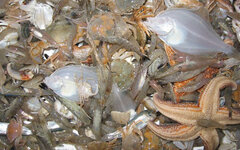 Ein Ausschnitt aus einem Fang mit verschiedenen Meerestieren