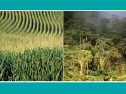 Entwaldungsfreie Lieferketten