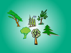 Tree Breeding Strategy Developed – a Tool for Political Decisions