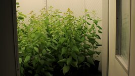  We look through an open door into a climate chamber where several poplars stand in plant pots.