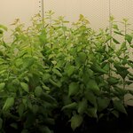 Wir blicken durch eine geöffnete Tür in eine Klimakammer, in der mehrere Pappeln in Pflanztöpfen stehen.