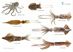 Cephalopod in a fisheries context