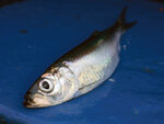 A herring on a blue background.