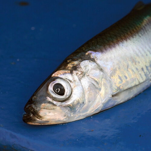 Hering Ein Hering auf blauem Hintergrund.