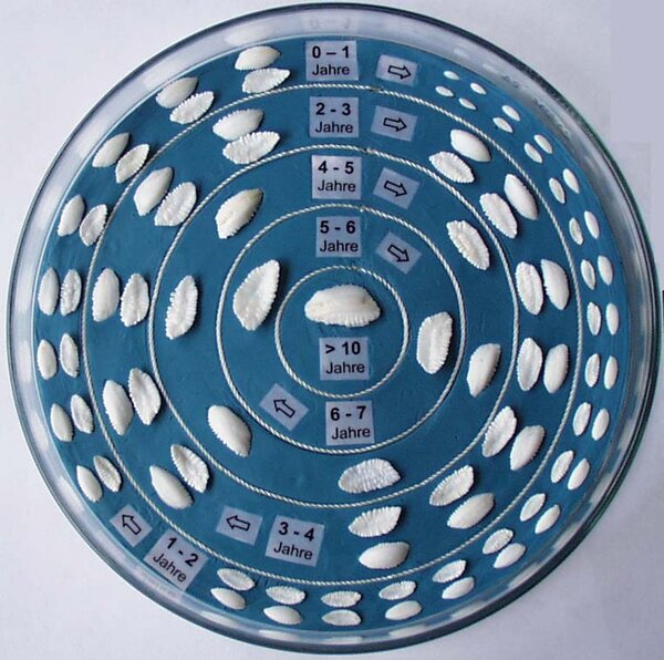 Schauglas mit Dorschotolithen, sortiert nach Größe und geschätztem Alter