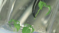 Genomeditierung & Trockenstress (TreeEdit)