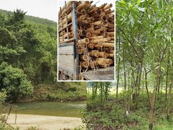 Beitrag zur naturnahen Bewirtschaftung im Kleinprivatwald und Unterstützung des FLEGT/VPA-Prozesses in Vietnam