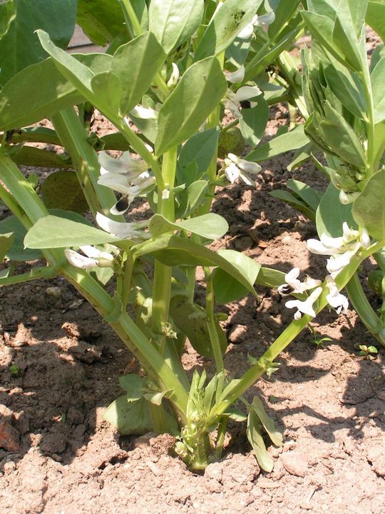 Eine Ackerbohnenpflanze auf einem Feld mit weißen Blüten