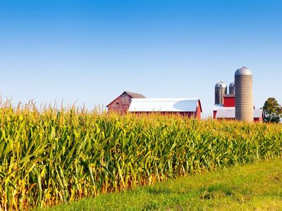 Farmlandschaft im amerikanischen Mittelwesten mit Mais und einem Farmgebäude.