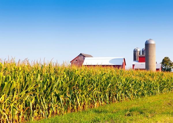 Farmlandschaft im amerikanischen Mittelwesten mit Mais und einem Farmgebäude.