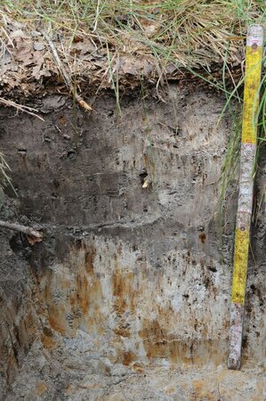 Soil profile