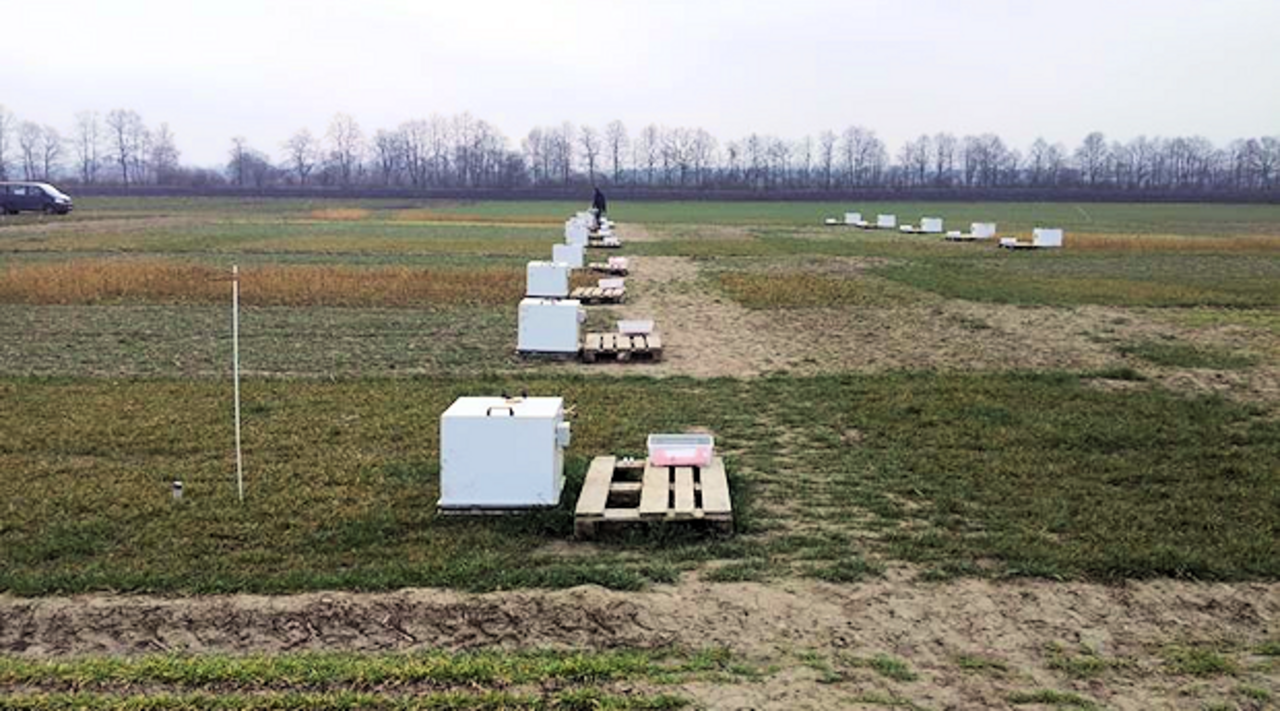 Chamber measurment on plots with different catch crops  after spring harvest