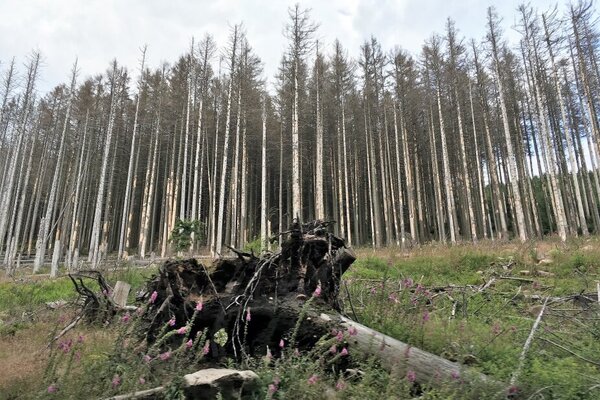 Geschädigte Fichten im Harz