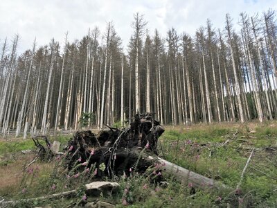 Geschädigte Fichten im Harz