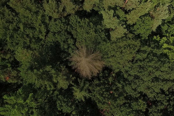 Drohnenaufnahme von oben auf einen Wald mit einer trockenen Fichte