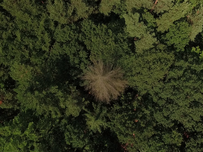 Drohnenaufnahme von oben auf einen Wald mit einer trockenen Fichte