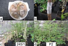 Diese Abbildung zeigt vier Teilbilder. Oben links ist eine Petrischale gefüllt mit Agar und aufgelegten Holzchips zu sehen, auf dem sich das weiße Myzel des Pilzes ausgebreitet hat. Oben rechts ist ein Trieb zusehen, dessen durch einen Schnitt verletzte Rinde mit einem Stück Folie (Parafilm) verbunden wurde. Unten links sind getopfte Pflanzen des Genotyps „245/1“ im Gewächshaus zu sehen. Sie zeigen die typischen, ersten Symptome des Eschentriebsterbens: Blattwelke. Unten links sind getopfte Pflanzen des Genotyps „P2“ im Gewächshaus zu sehen. Sie zeigen keine typischen Symptome des Eschentriebsterbens. Bildbeschreibung Ende.