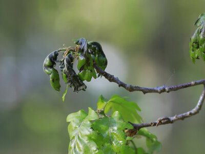 Spätfrostschäden an einer Stieleiche Die Eichenblätter sind an den Spitzen schwarz und vertrocknet.