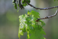 Die Eichenblätter sind an den Spitzen schwarz und vertrocknet.