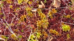 Sphagnum Farming: Effects on biodiversity and climate protection