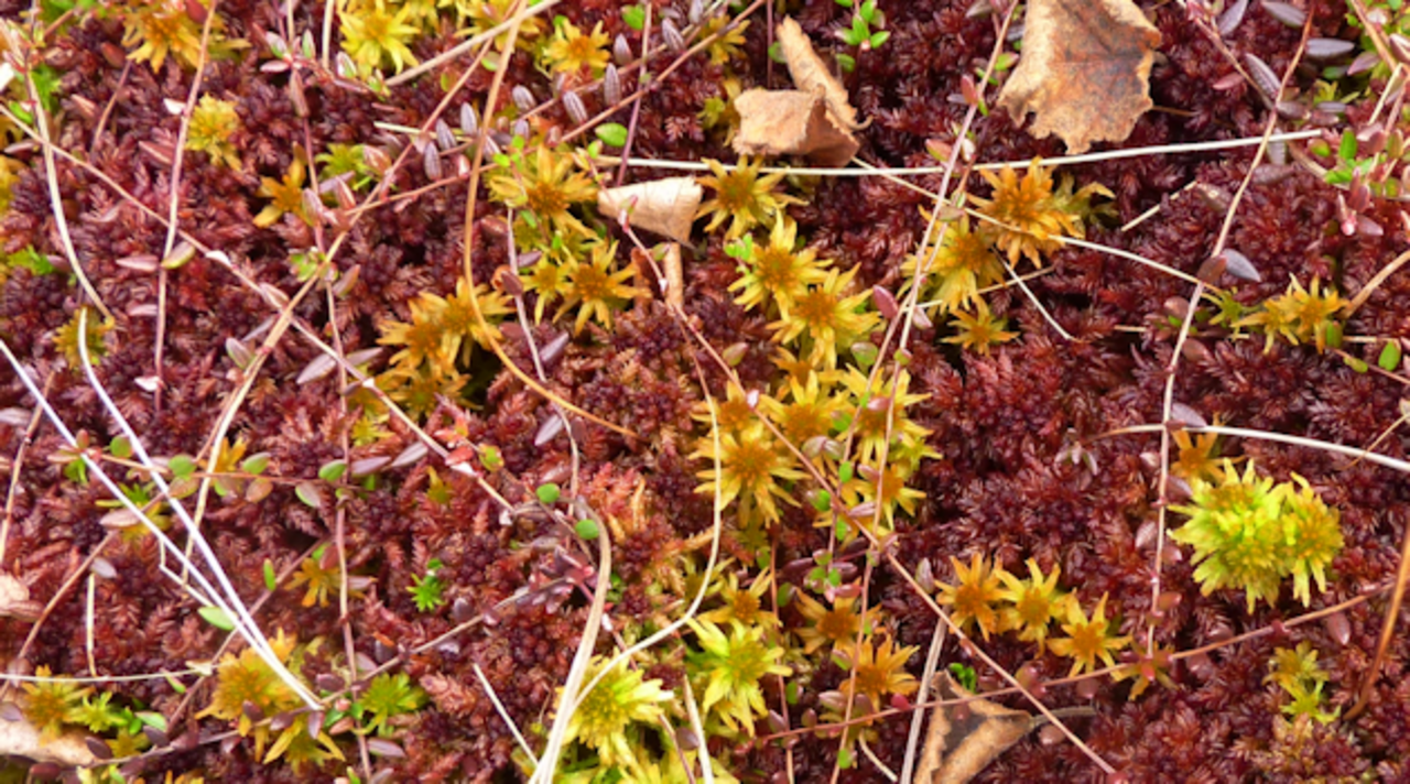Sphagnum farming grows hummock mosses as substrate for horticulture.