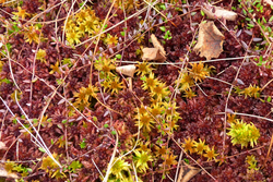 Sphagnum Farming: Effects on biodiversity and climate protection