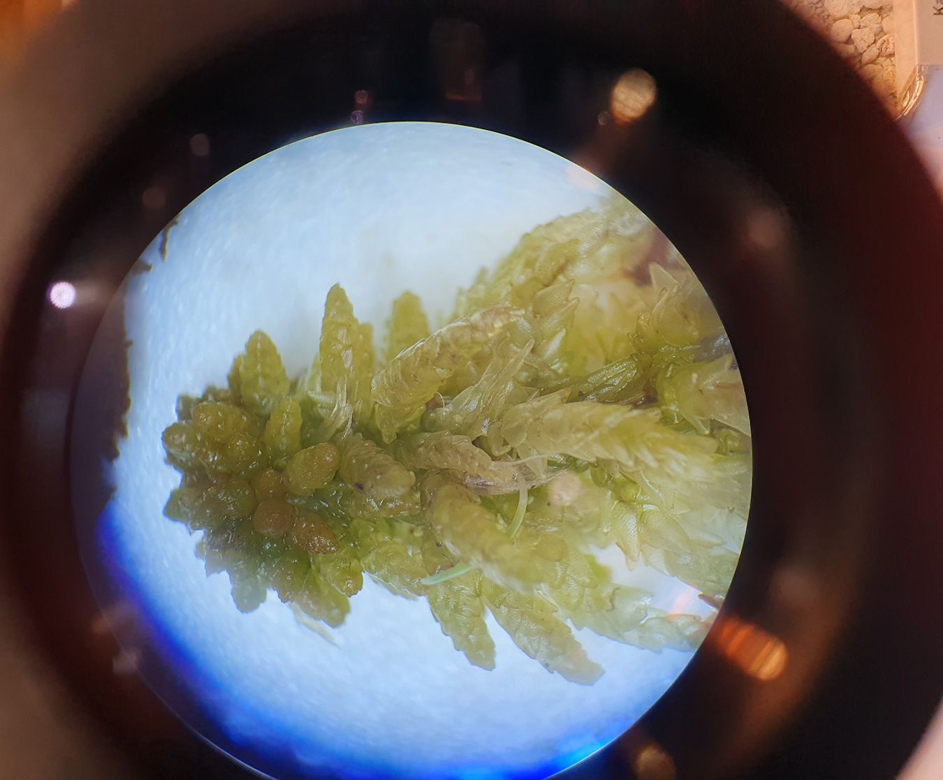 Blick durch ein Binokular auf Torfmoos (Sphagnum)