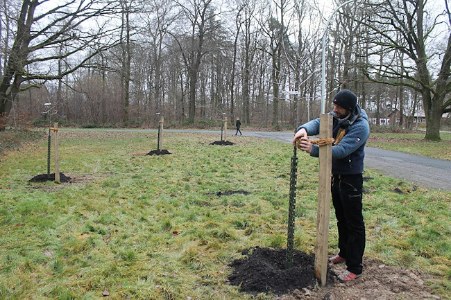 Letzte Arbeiten zum Anbinden der Bäume auf der neuen Streuobstwiese