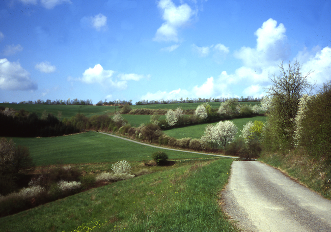 Hedgerow landscape at the Eifel