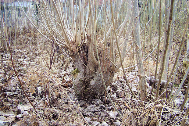 Stockausschlag einer Weide in der Kurzumtriebsplantage Bad Salzungen