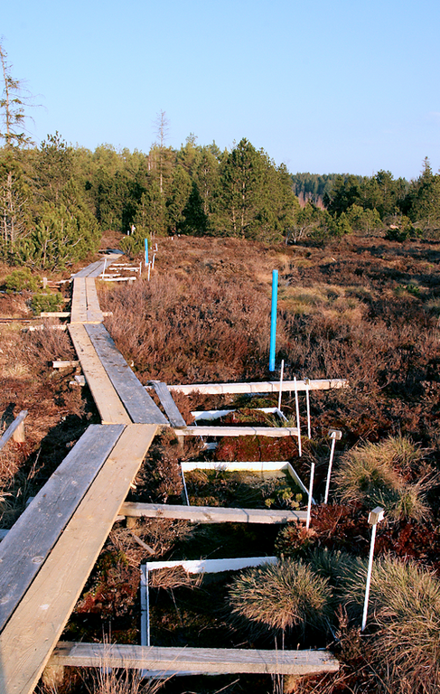 The rewetted bog in Bavaria shows development towards typical bog vegetation.