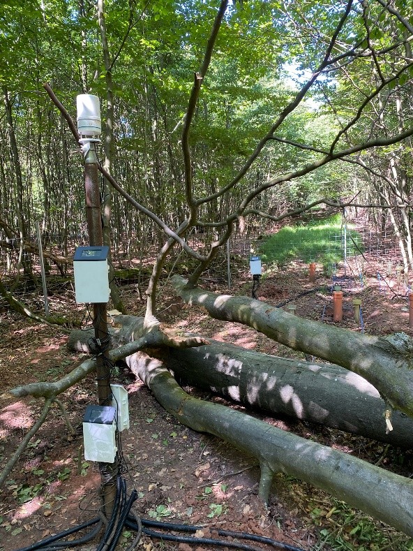 Glück im Unglück: Die in die Versuchsfläche gestürzte Buche hat die Sensorik knapp verfehlt, sodass kein Schaden an dieser entstand.