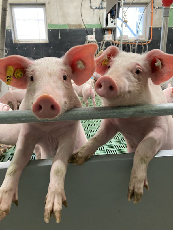 Workshop Tiermonitoring