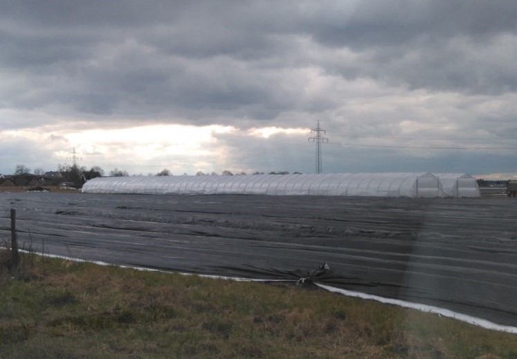 BBK-Mulchfolien als Ersatz für konventionelle Mulchfolien aus Polyethylen BBK-Mulchfolien als Ersatz für konventionelle Mulchfolien aus Polyethylen