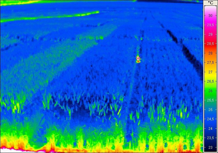 Thermogramm Weizenparzellen Thermogramm Weizenparzellen