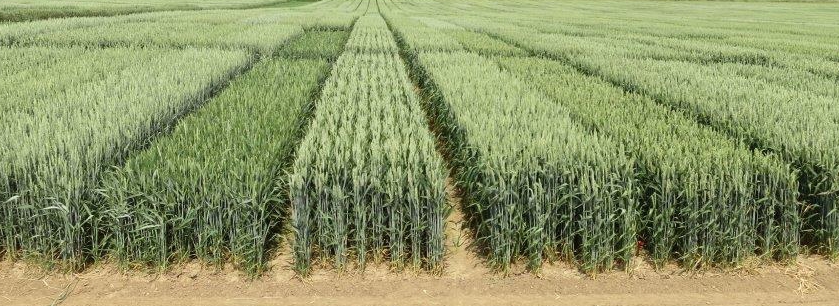 Versuchsfläche Weizen Versuchsfläche Weizen