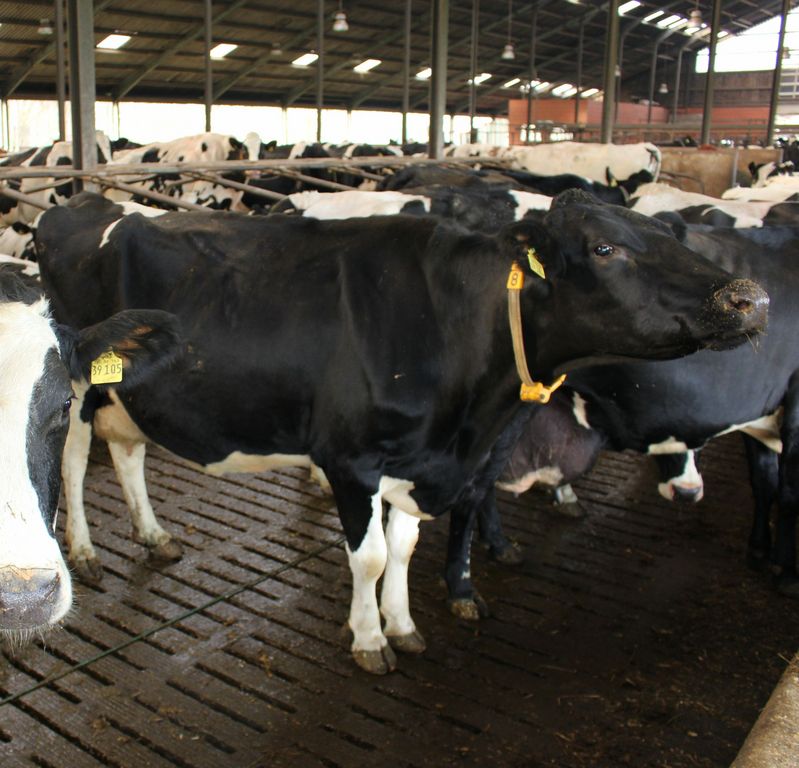 Cattle on a slatted floor