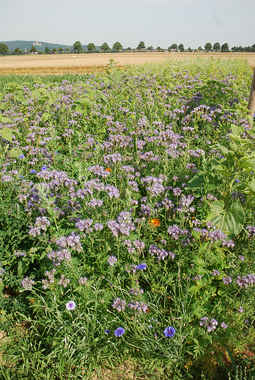 Ein Blühstreifen in einer Agrarlandschaft.