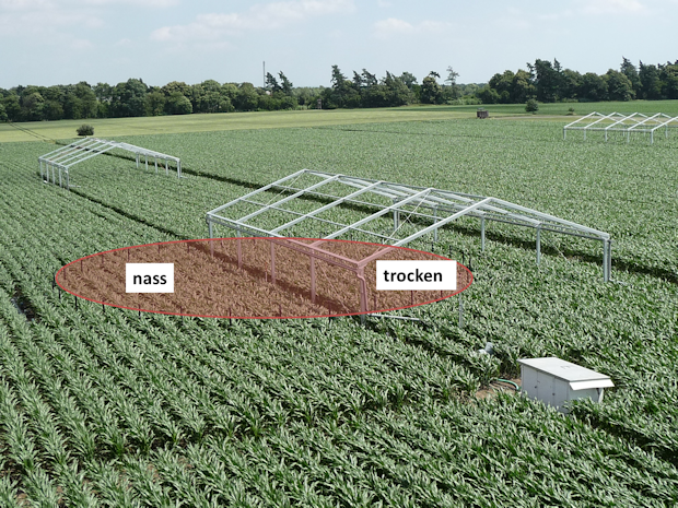 FACE-Ring (rot schraffiert) im Mais mit Zeltkonstruktion für den Regenausschluss. FACE-Ring (rot schraffiert) im Mais mit Zeltkonstruktion für den Regenausschluss. Die Dachfläche wird nur bei Regen entrollt, ansonsten ist die Konstruktion oben und an den Seiten offen.
