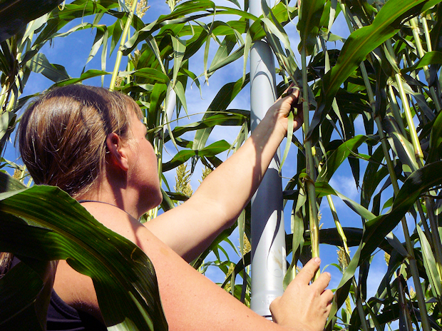 Kontrollarbeiten im Sorghum-Feld 2010. In der Bildmitte eine der Röhren, durch die das Kohlendioxid in den Bestand geblasen wird. Kontrollarbeiten im Sorghum-Feld 2010. In der Bildmitte eine der Röhren, durch die das Kohlendioxid in den Bestand geblasen wird.