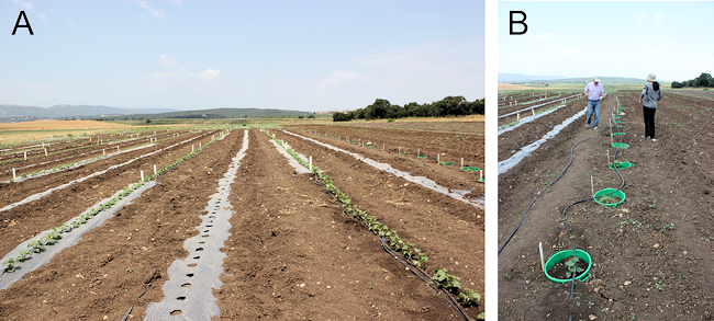 Field experiment at the Newe Ya'ar Research Center, Israel, May 2015. A: Experimental setup to study TWW irrigation of cucumber plants. B: Setup to study the importance of soil texture.