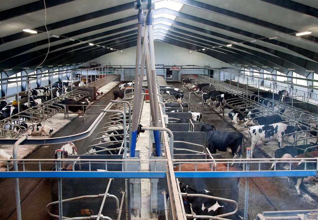 dairy cows in a freestall barn