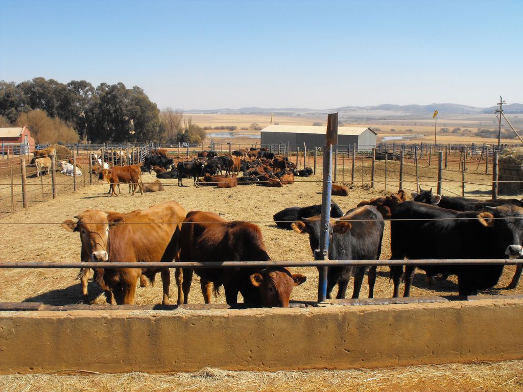 Rinder im Feedlot