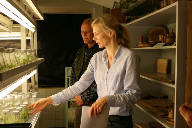 Frau Dr. Cornelia Bäucker von Forstgenetik Waldsieversdorf zeigt Besucher aus den Vereinigten Staaten die Pflanzen im Invitro Labor.