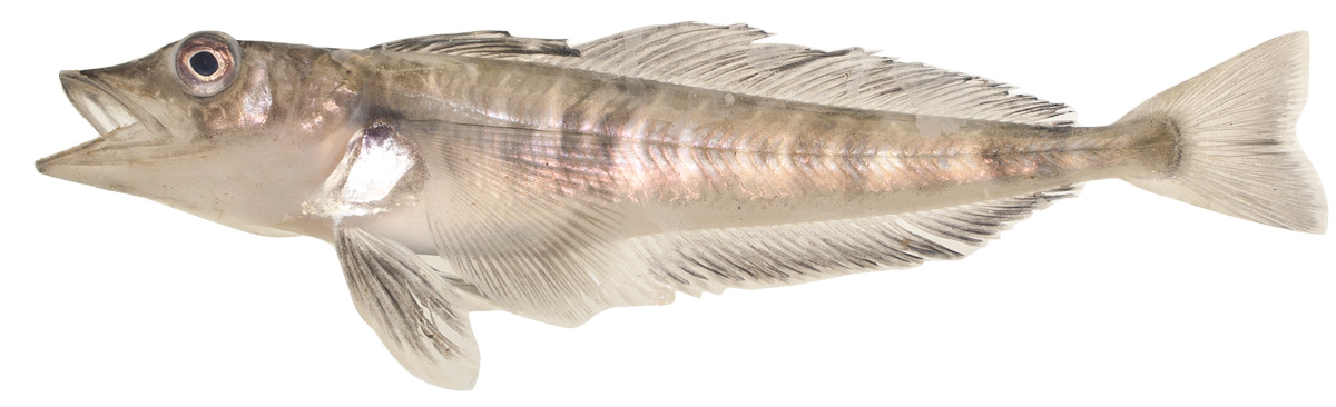 Abbildung eines Bändereisfisches vor weißem Hintergrund.