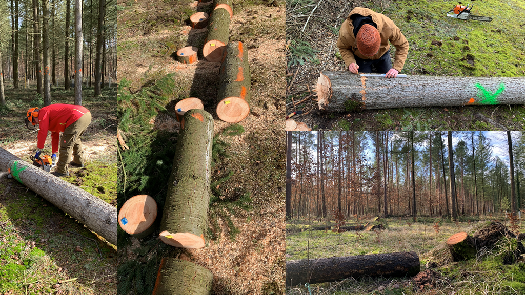 links: Stammaufteilung; Mitte und rechts Oben: Markierung der Proben; rechts Unten: entwurzelte Douglasie nach Wintersturm 2022