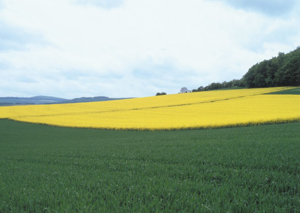 In the foreground a green grain field, behind it a blooming rape field and in the background forest. 